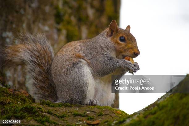 fluffy squirrel - tree squirrel stockfoto's en -beelden
