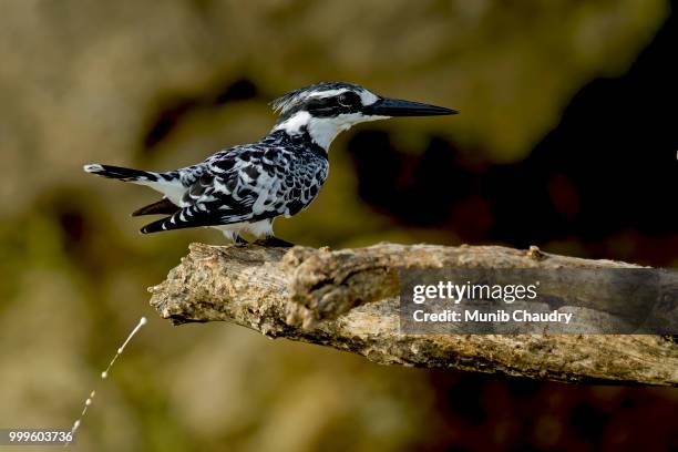 poop & fly! - pied kingfisher ceryle rudis stock pictures, royalty-free photos & images