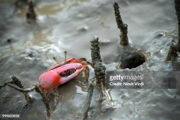 fiddler crab - fiddler crab stock pictures, royalty-free photos & images
