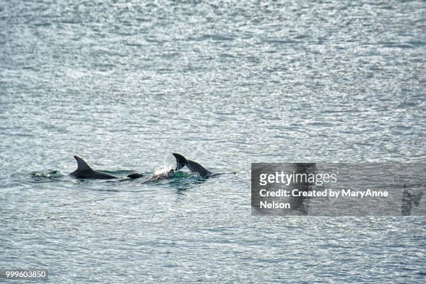 dolphin play in sea of cortez - sea of cortez foto e immagini stock
