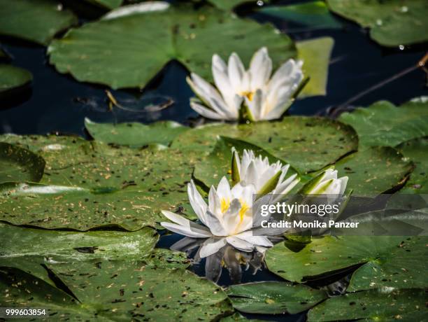 water lillies - panzer foto e immagini stock