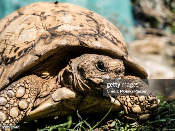 turtle - panzer foto e immagini stock