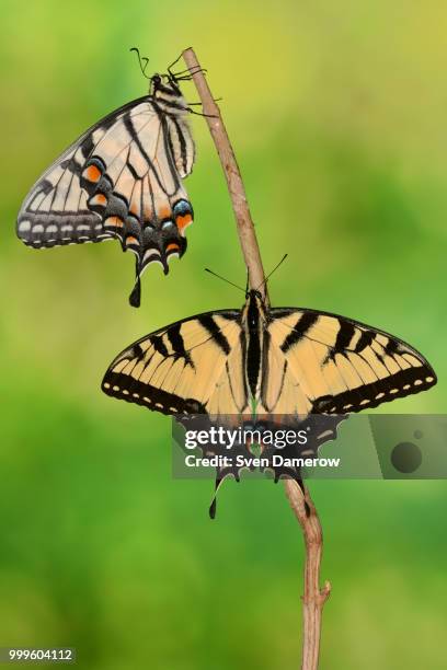 eastern tiger swallowtail #6 - eastern tiger swallowtail stock pictures, royalty-free photos & images