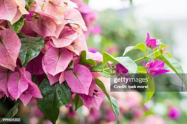 fuchsia "lesser bougainvillea" or "paperflower - ipek morel stock pictures, royalty-free photos & images