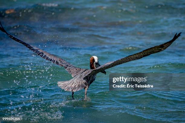 terre-de-bas,guadeloupe - bas stock pictures, royalty-free photos & images