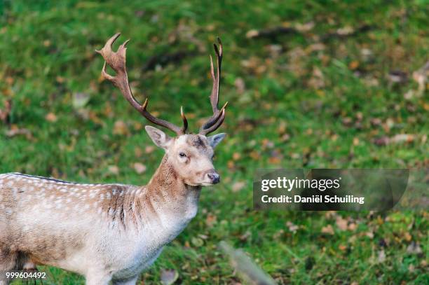 amsterdamse waterleiding duinen - duinen stock pictures, royalty-free photos & images