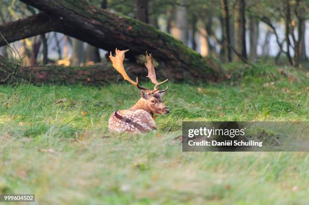 amsterdamse waterleiding duinen - duinen stock pictures, royalty-free photos & images