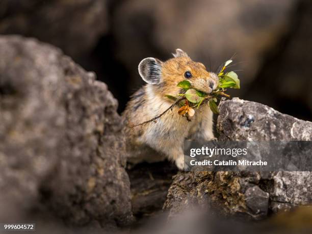 getting ready for winter - pika foto e immagini stock