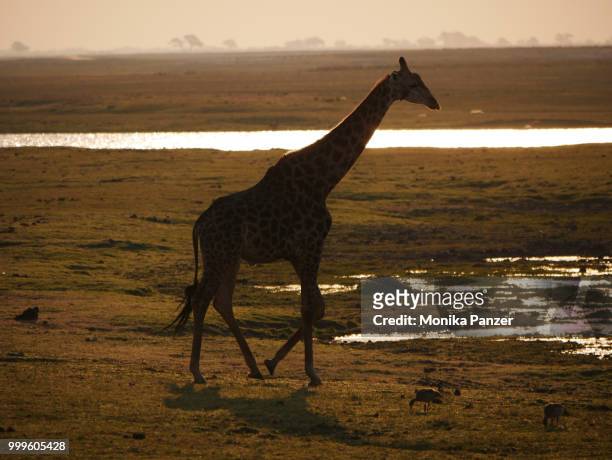 giraffe - panzer stock pictures, royalty-free photos & images