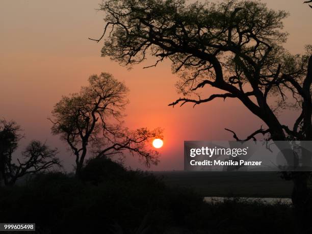 sundown in africa - panzer foto e immagini stock