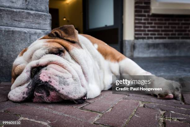 lazy bulldog - hoogeveen fotografías e imágenes de stock