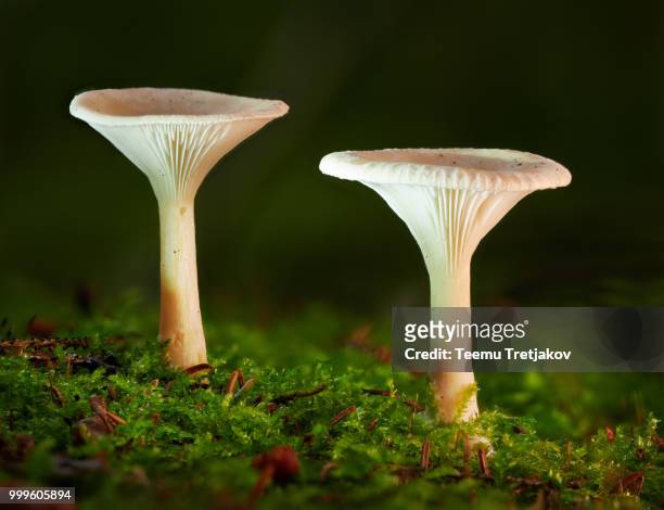 two mushrooms growing in the forest in fall - teemu tretjakov fotografías e imágenes de stock