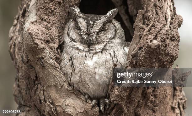 indian scops owl - アメリカオオコノハズク ストックフォトと画像