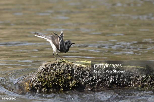 white wagtail (motacilla alba) - wagtail stock pictures, royalty-free photos & images
