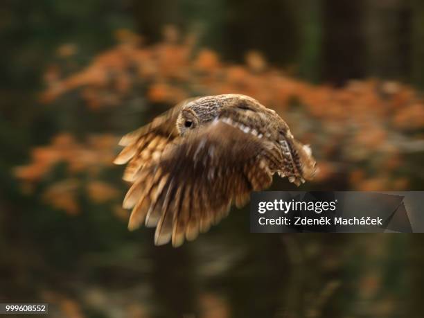 tawny owl - czech hunters imagens e fotografias de stock