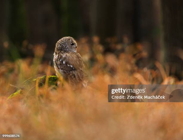 tawny owl - tawny stock pictures, royalty-free photos & images