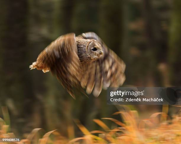 tawny owl - czech hunters 個照片及圖片檔