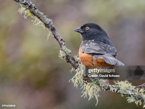 spotted towhee - towhee stock pictures, royalty-free photos & images