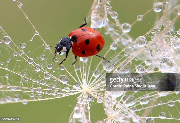 drops - seven spot ladybird stock pictures, royalty-free photos & images