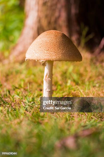 mushroom - sal stock pictures, royalty-free photos & images