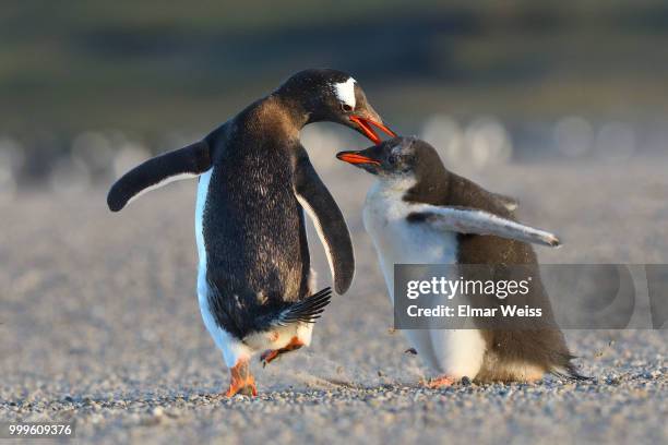 not amused! - southern atlantic islands stockfoto's en -beelden