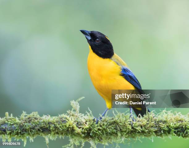 black chinned mountain tanager - paradise tanager stock pictures, royalty-free photos & images
