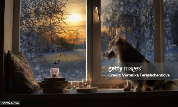 2018 year of the dog happy new year and merry christmas happy holiday - year of the dog stock pictures, royalty-free photos & images