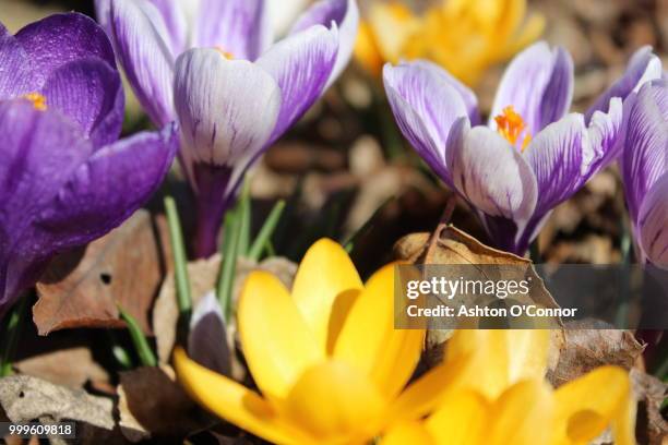 colorful flowers blooming in the spring - o’connor stock pictures, royalty-free photos & images