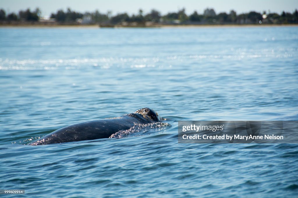 Gray Whale Swimming and Showing Blow Holes