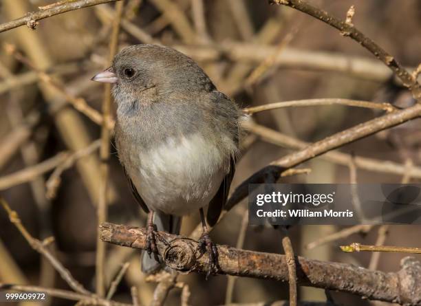 dark eyed junco - passerine bird stockfoto's en -beelden