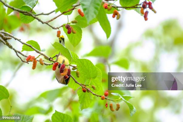 berry picking cedar waxwing - berry stock-fotos und bilder