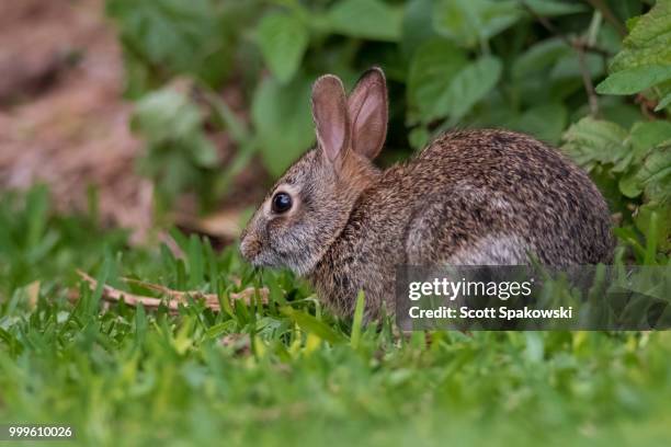 they grow up so fast - cottontail stock pictures, royalty-free photos & images