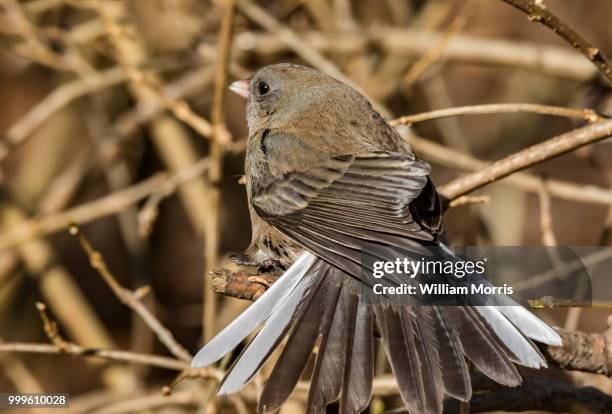 dark eyed junco - dark eyed junco stock pictures, royalty-free photos & images