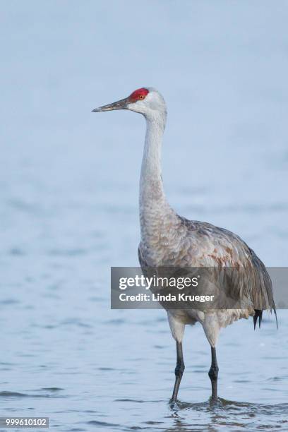 sandhill crane - sandhill stock pictures, royalty-free photos & images