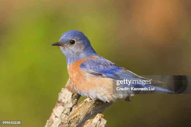 western bluebird - bluebird stock-fotos und bilder