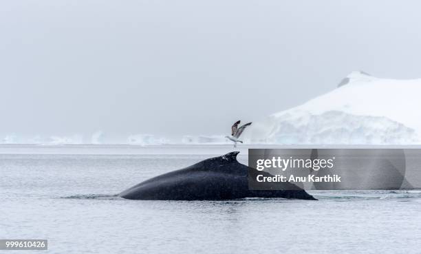 whale show in wilhelmina bay in antarctica - isole dell'oceano atlantico meridionale foto e immagini stock