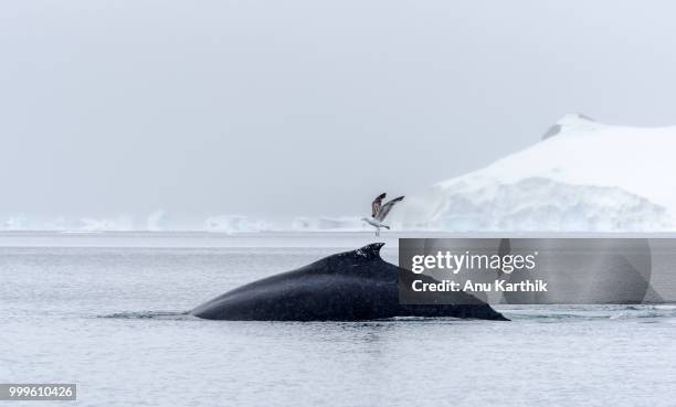 whale show in wilhelmina bay in antarctica - southern atlantic islands stock pictures, royalty-free photos & images