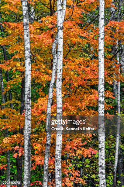 northwood - autumn in wisconsin - keiffer stock pictures, royalty-free photos & images