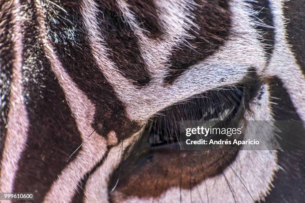 animal eyes 4 - animal body part stock-fotos und bilder