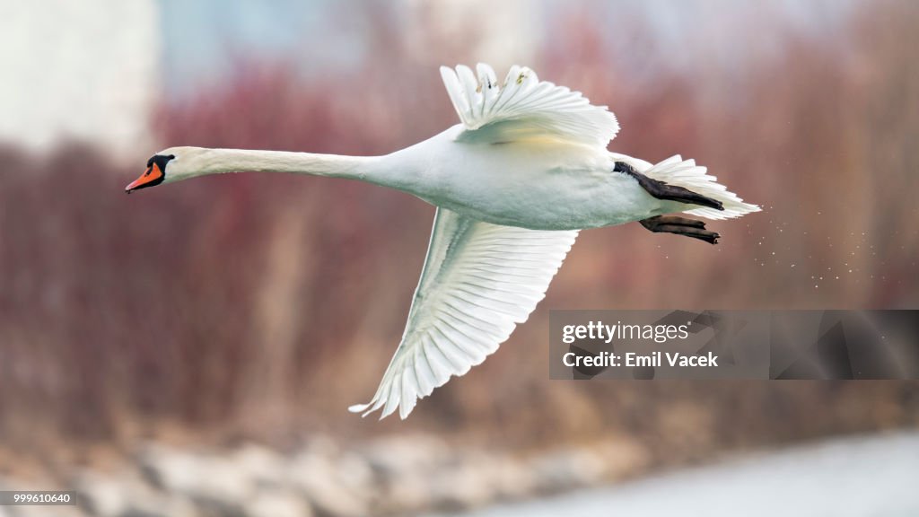 Swan in flight