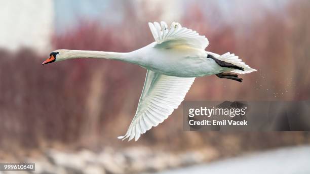 swan in flight - swan imagens e fotografias de stock