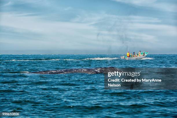 boat passing a spouting gray whale - observation de la faune photos et images de collection