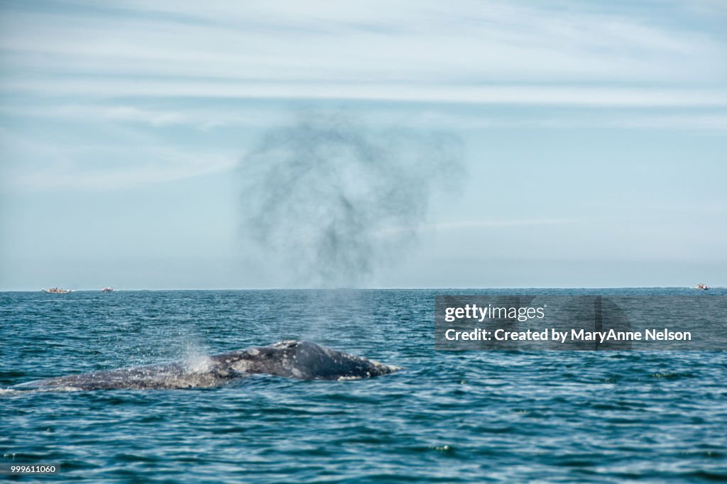 Spouting Gray Whale and Calf