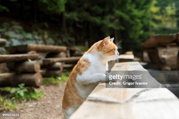 hunting orange cat - grigor stockfoto's en -beelden