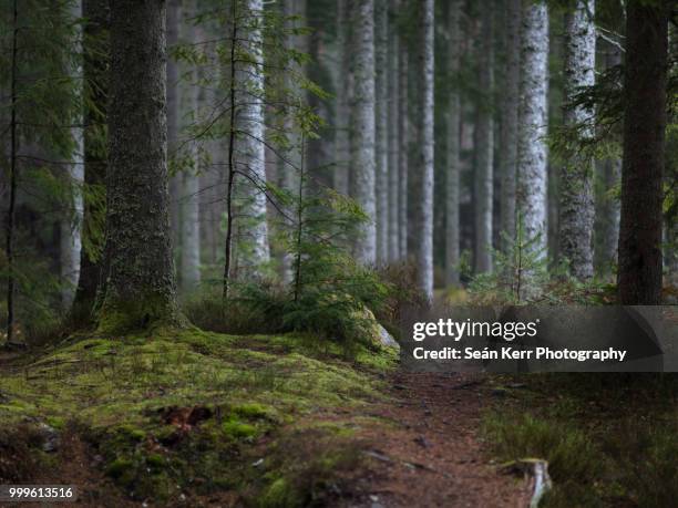 Lead Path Tree 691 Lead Wood Tree Stock Photos, High-Res Pictures, and Images - Getty ...