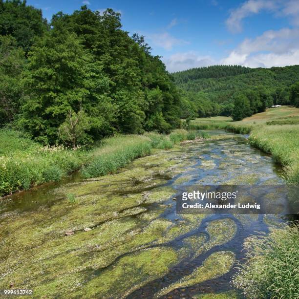 creek, landscape of eifel, germany - ludwig stock pictures, royalty-free photos & images
