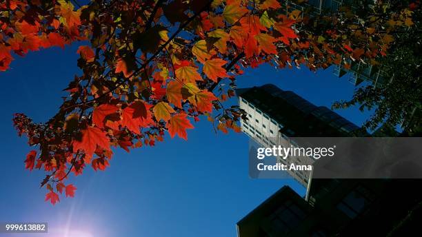 red maple - canadian maple trees from below stock-fotos und bilder