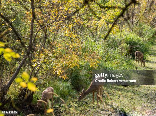 deer along the seine - male kudu stock pictures, royalty-free photos & images