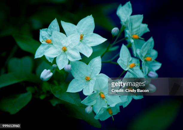 jasmine nightshade - cindy stock pictures, royalty-free photos & images
