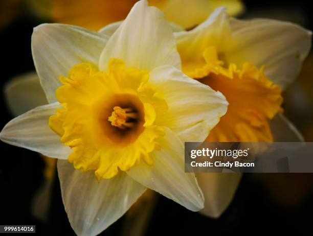 daffodil - cindy stock pictures, royalty-free photos & images